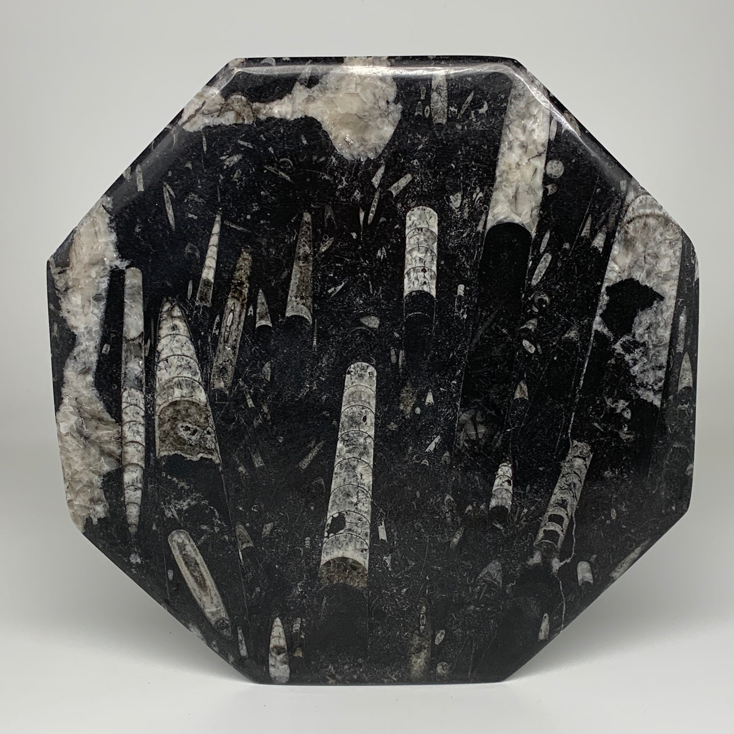 2pcs, 12" Large Octagon Shape Black Fossils Orthoceras Plates @Morocco, B8307