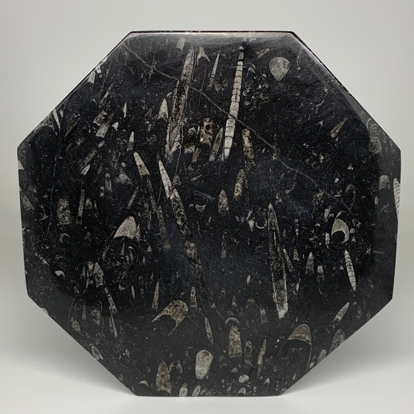 2pcs, 12" Large Octagon Shape Black Fossils Orthoceras Plates @Morocco, B8307