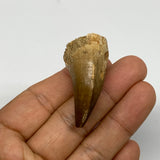 19.4g, 1.7"X1"x0.8" Fossil Mosasaur Tooth reptiles, Cretaceous @Morocco, B23723