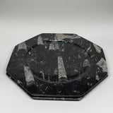 2pcs, 12" Large Octagon Shape Black Fossils Orthoceras Plates @Morocco, B8307