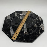 2pcs, 12" Large Octagon Shape Black Fossils Orthoceras Plates @Morocco, B8307