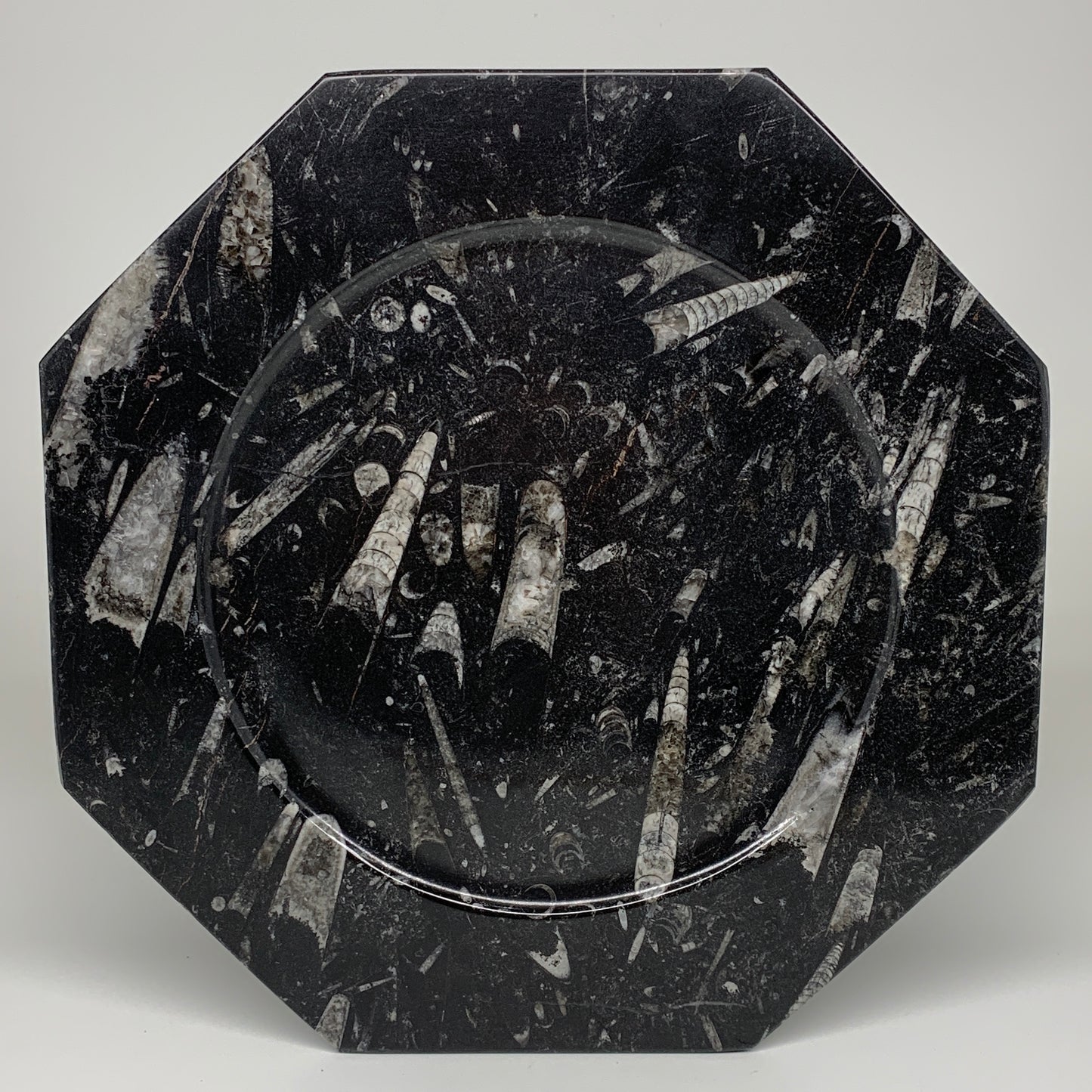 2pcs, 12" Large Octagon Shape Black Fossils Orthoceras Plates @Morocco, B8308