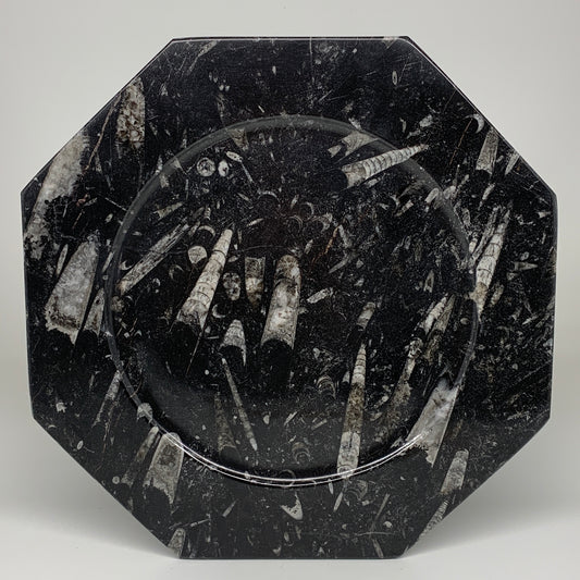 2pcs, 12" Large Octagon Shape Black Fossils Orthoceras Plates @Morocco, B8308
