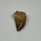 19.4g, 1.7"X1"x0.8" Fossil Mosasaur Tooth reptiles, Cretaceous @Morocco, B23723