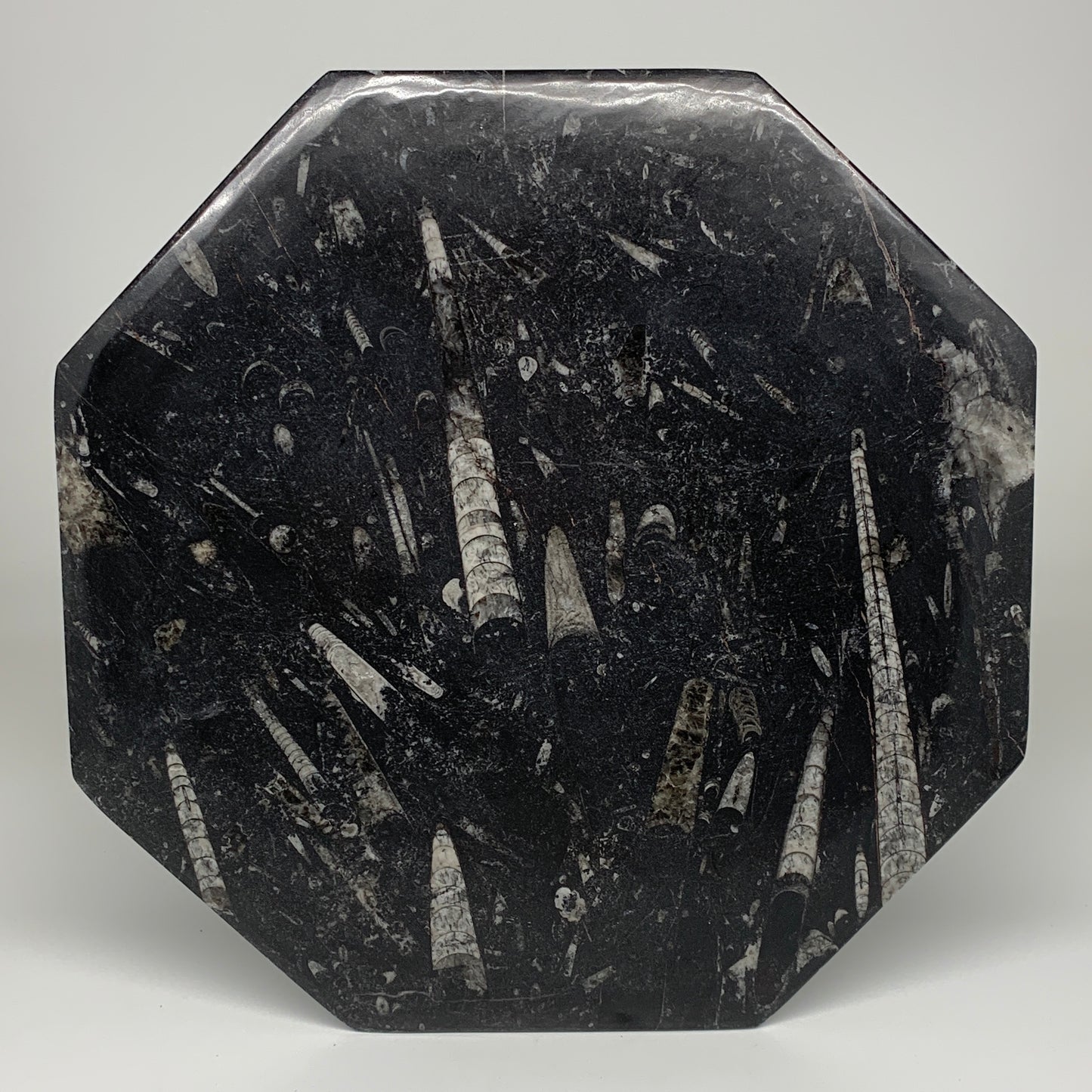 2pcs, 12" Large Octagon Shape Black Fossils Orthoceras Plates @Morocco, B8308