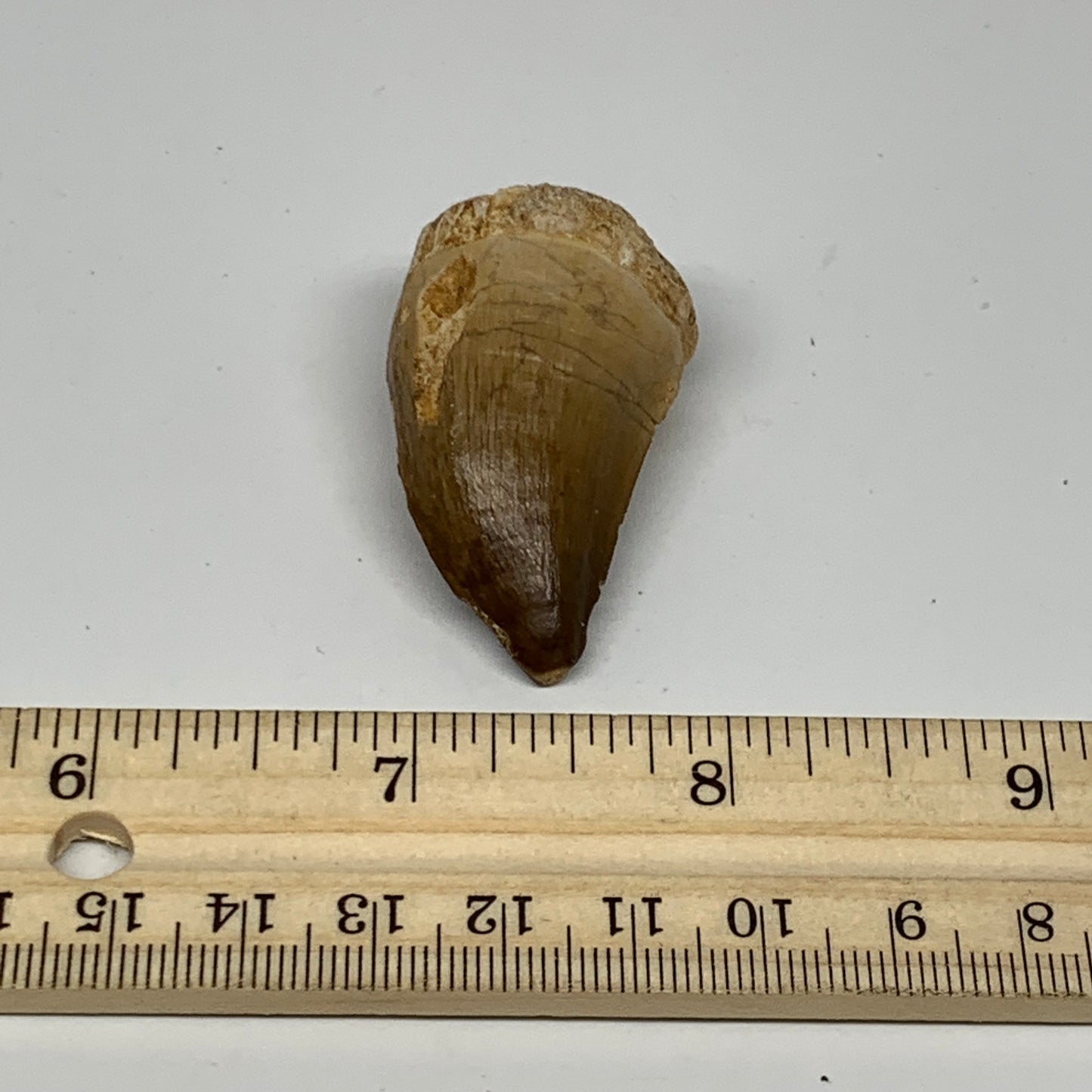 19.4g, 1.7"X1"x0.8" Fossil Mosasaur Tooth reptiles, Cretaceous @Morocco, B23723