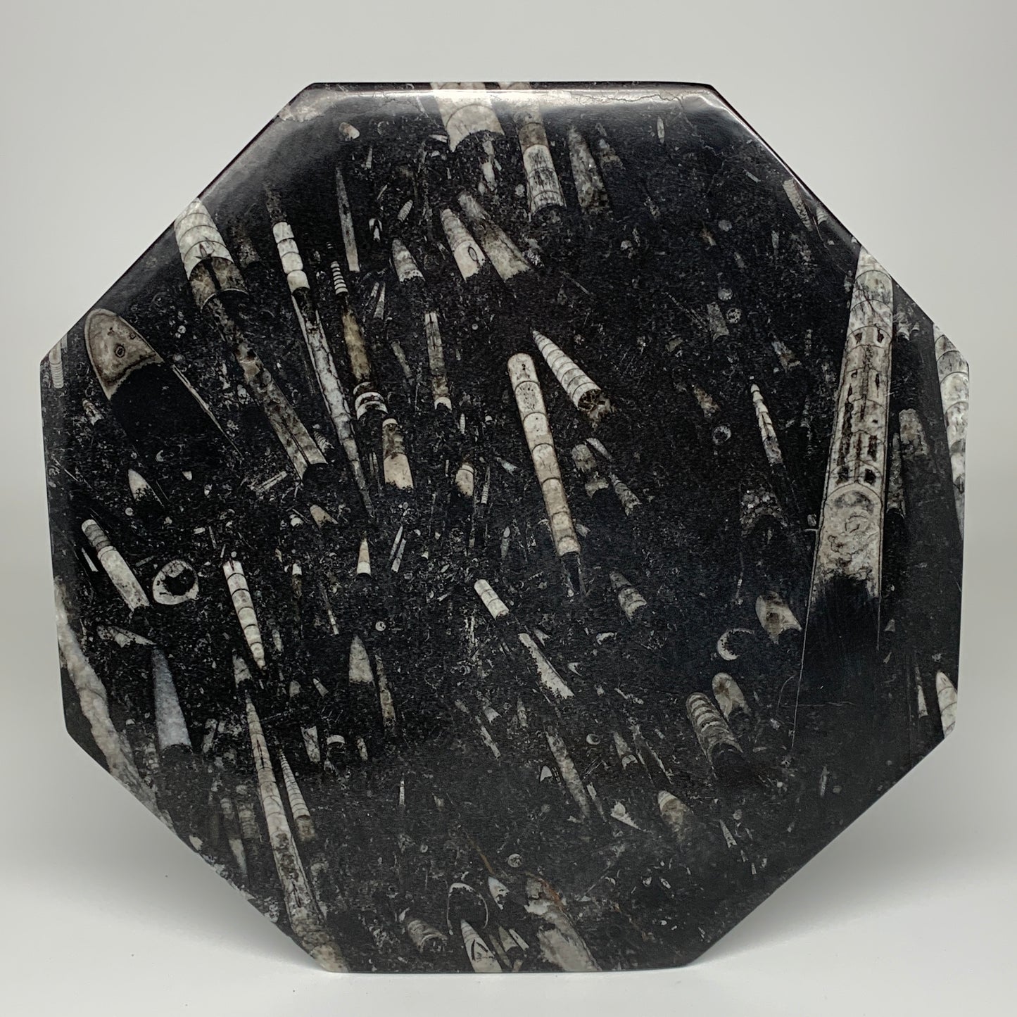 2pcs, 12" Large Octagon Shape Black Fossils Orthoceras Plates @Morocco, B8308