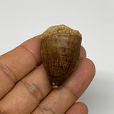15.9g, 1.5"X1"x0.8" Fossil Mosasaur Tooth reptiles, Cretaceous @Morocco, B23724