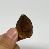 15.9g, 1.5"X1"x0.8" Fossil Mosasaur Tooth reptiles, Cretaceous @Morocco, B23724