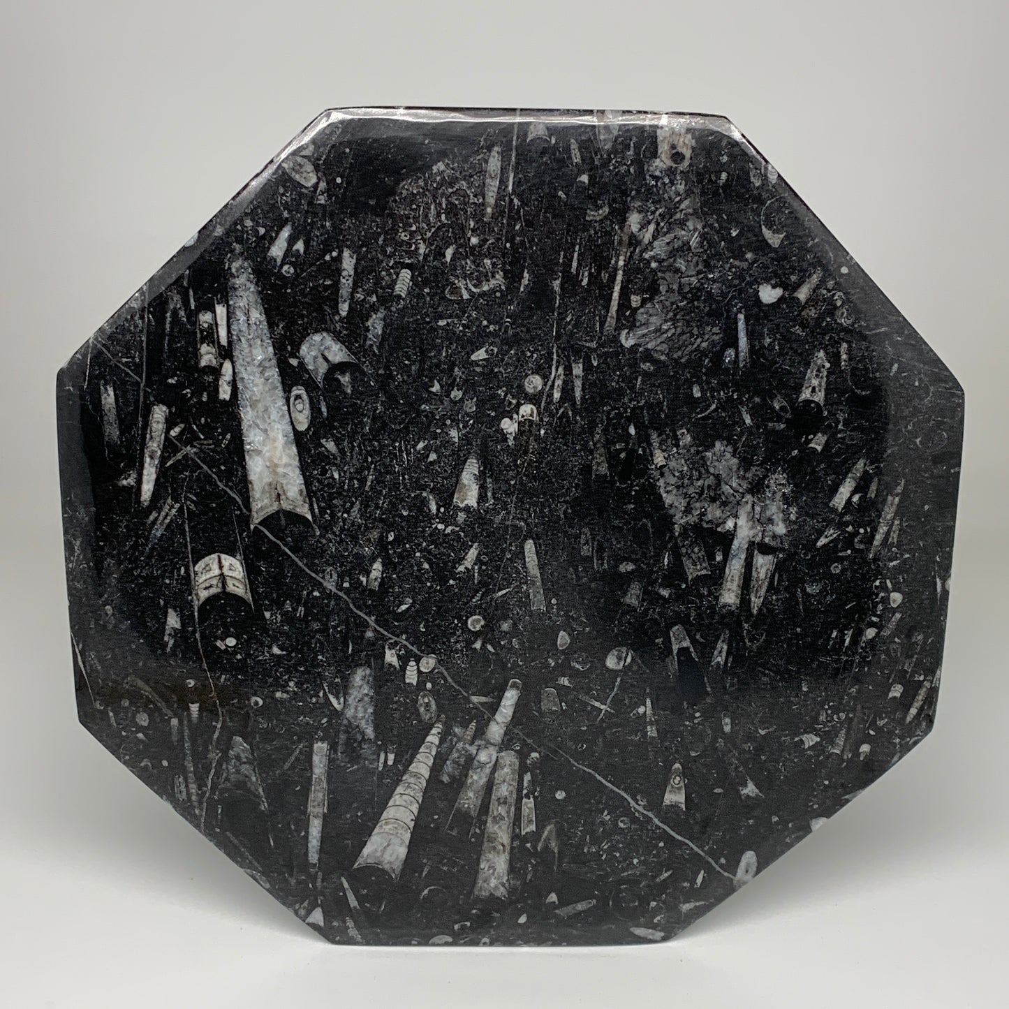 2pcs, 12" Large Octagon Shape Black Fossils Orthoceras Plates @Morocco, B8310