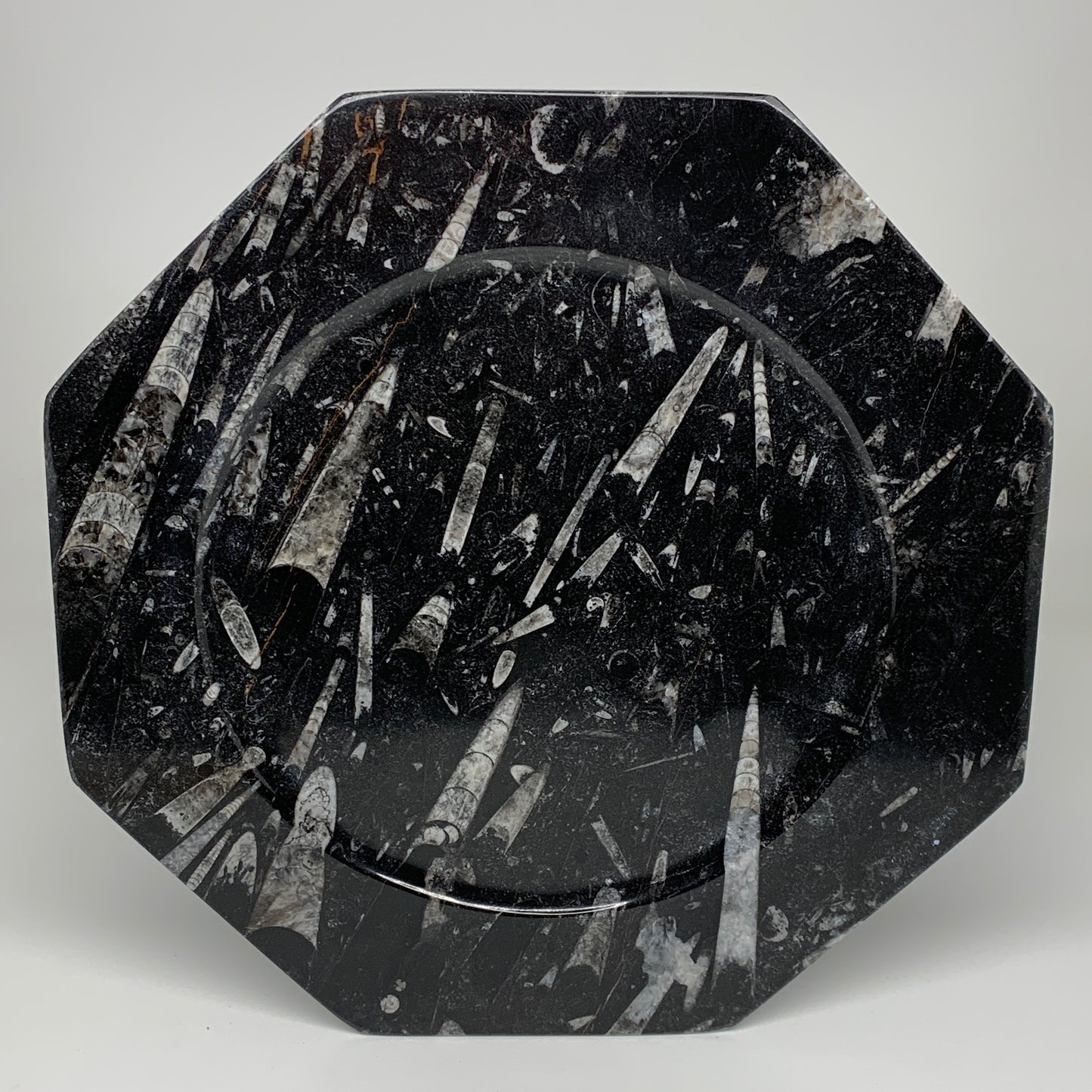 2pcs, 12" Large Octagon Shape Black Fossils Orthoceras Plates @Morocco, B8310