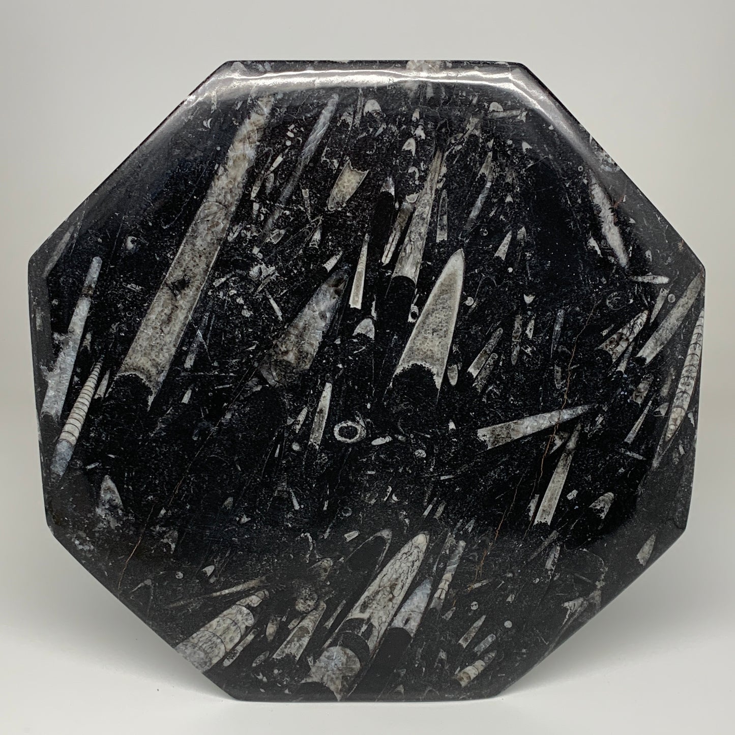 2pcs, 12" Large Octagon Shape Black Fossils Orthoceras Plates @Morocco, B8310