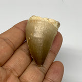 23g, 1.7"X1.2"x1" Fossil Mosasaur Tooth reptiles, Cretaceous @Morocco, B23727