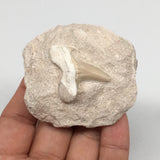 102.1g,2.4"X2.1"x1.3"Otodus Fossil Shark Tooth Mounted on Matrix @Morocco,MF1943