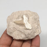 102.1g,2.4"X2.1"x1.3"Otodus Fossil Shark Tooth Mounted on Matrix @Morocco,MF1943