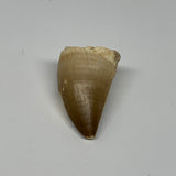23g, 1.7"X1.2"x1" Fossil Mosasaur Tooth reptiles, Cretaceous @Morocco, B23727