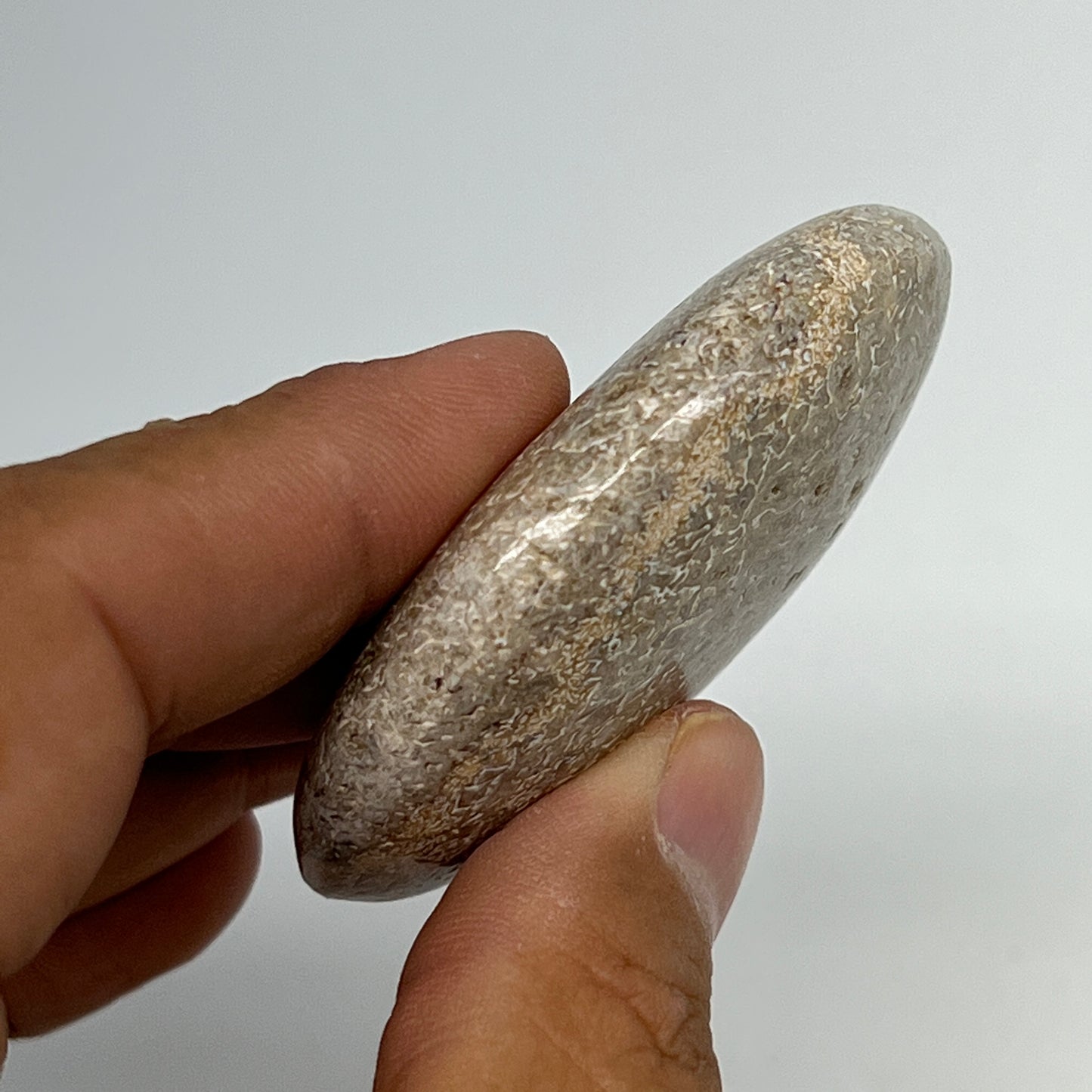 51.1g,2.2"x1.6"x0.7", Small Dinosaur Bones Palm-Stone from Morocco, B20476