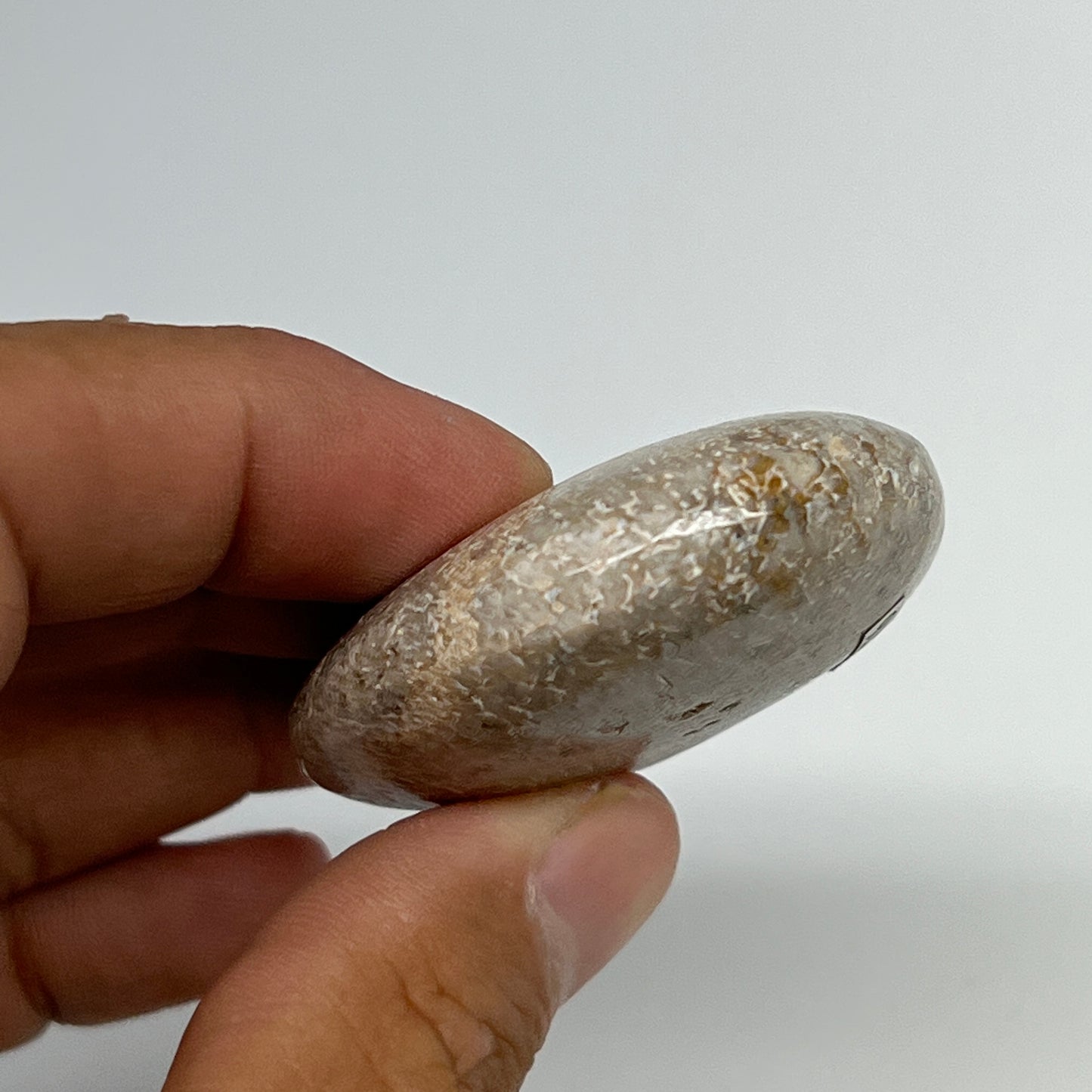 51.1g,2.2"x1.6"x0.7", Small Dinosaur Bones Palm-Stone from Morocco, B20476