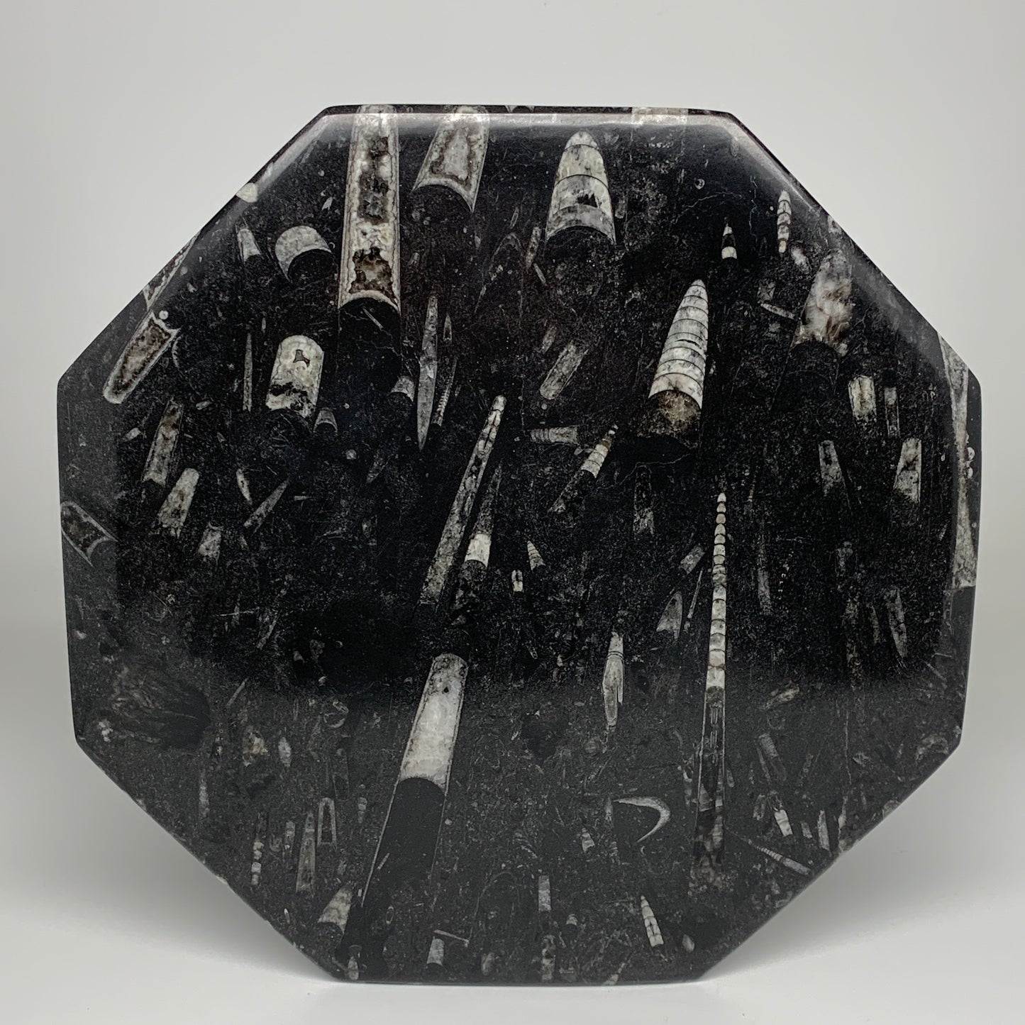 2pcs, 12" Large Octagon Shape Black Fossils Orthoceras Plates @Morocco, B8313