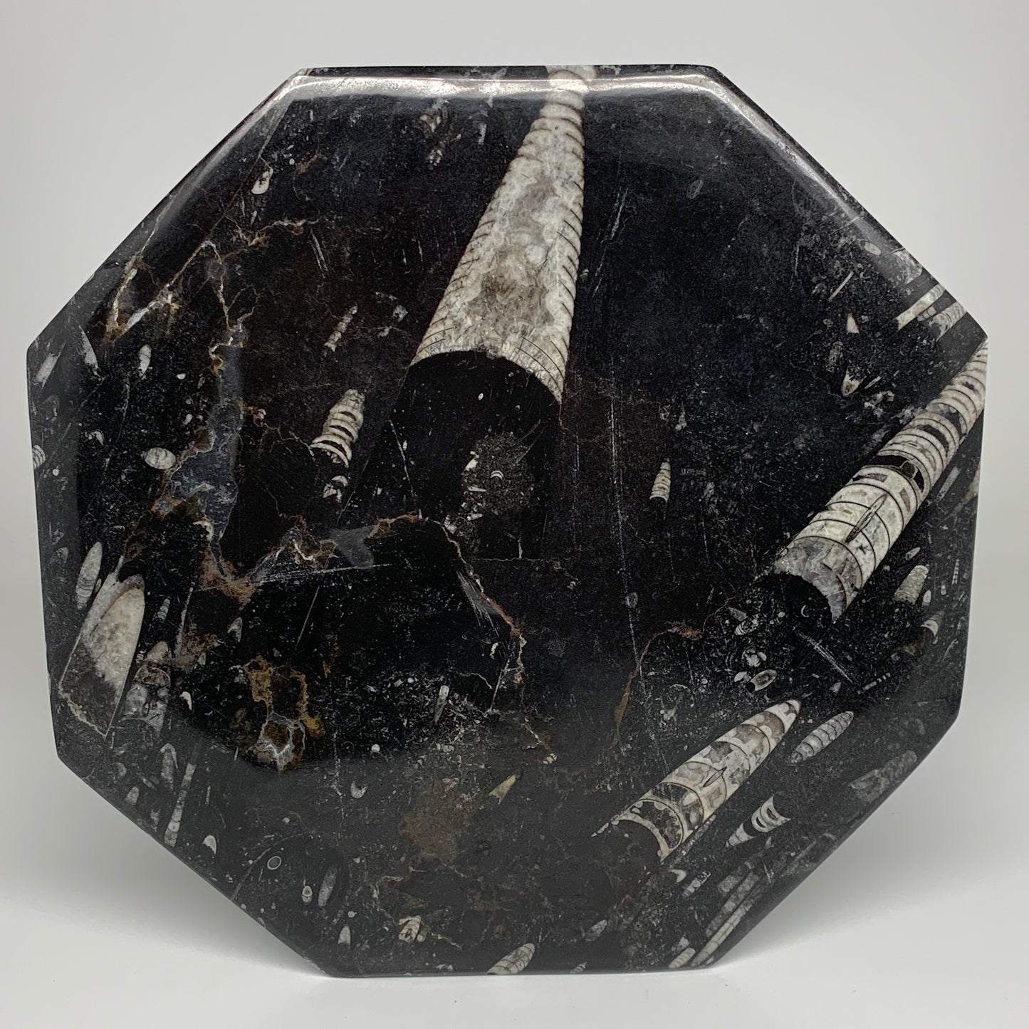 2pcs, 12" Large Octagon Shape Black Fossils Orthoceras Plates @Morocco, B8313