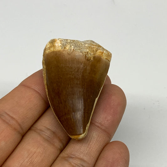 32.5g, 1.8"X1.2"x1.1" Fossil Mosasaur Tooth reptiles, Cretaceous @Morocco, B2373