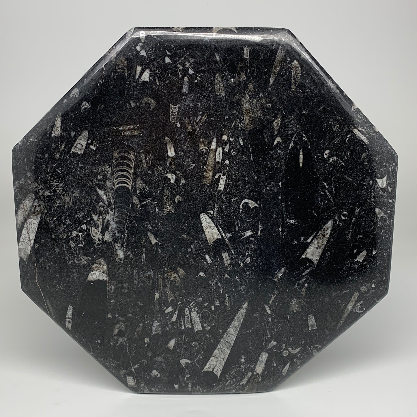 2pcs, 12" Large Octagon Shape Black Fossils Orthoceras Plates @Morocco, B8314