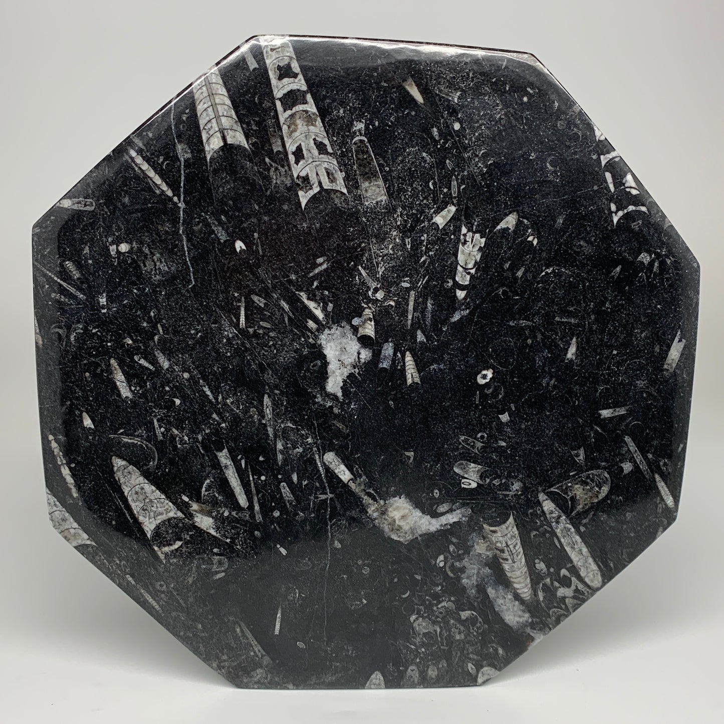 2pcs, 12" Large Octagon Shape Black Fossils Orthoceras Plates @Morocco, B8314