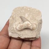 72.2g,2.1"X2"x1.2"Otodus Fossil Shark Tooth Mounted on Matrix @Morocco,MF1947