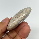 49.3g,2.1"x1.6"x0.7", Small Dinosaur Bones Palm-Stone from Morocco, B20478