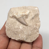 72.2g,2.1"X2"x1.2"Otodus Fossil Shark Tooth Mounted on Matrix @Morocco,MF1947