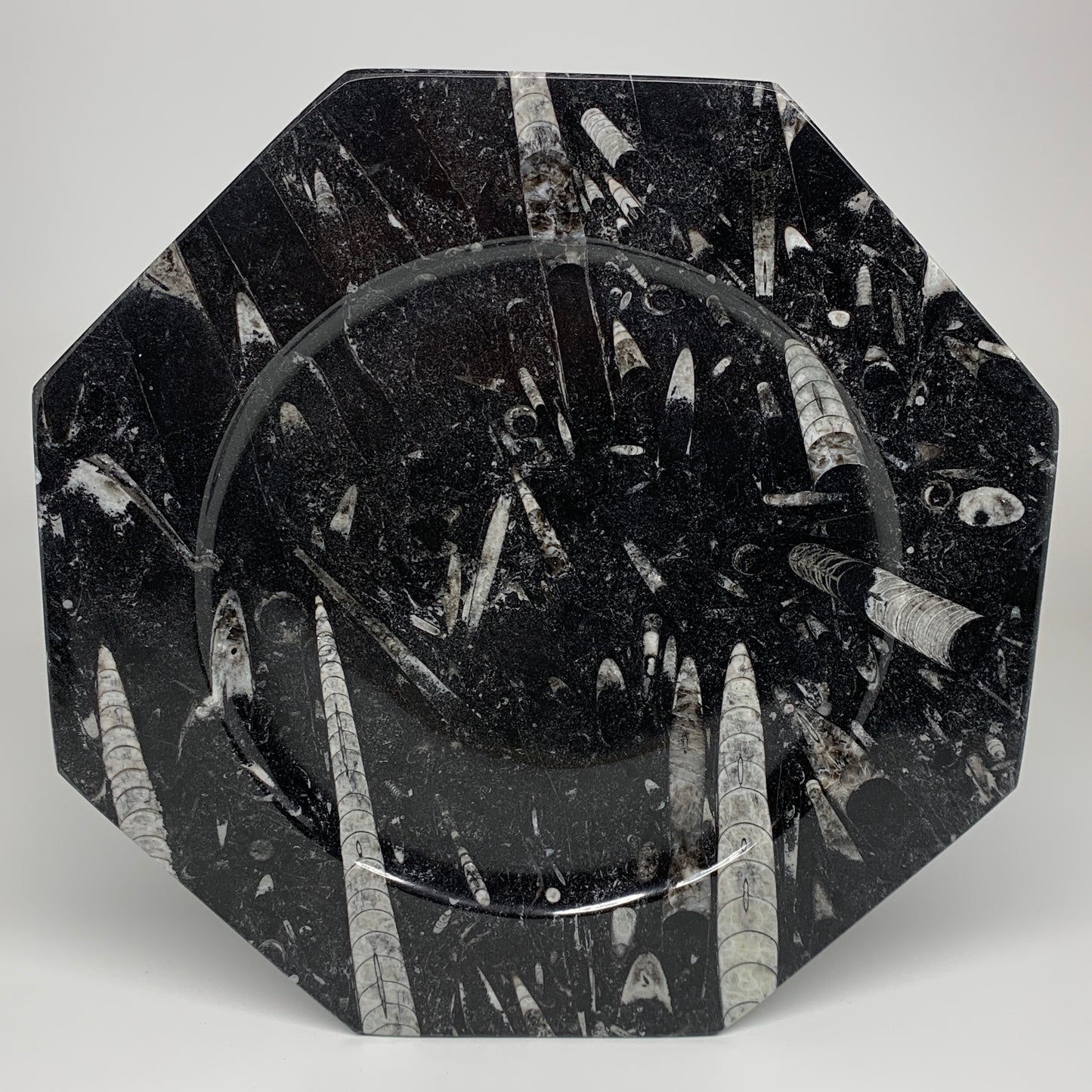 2pcs, 12" Large Octagon Shape Black Fossils Orthoceras Plates @Morocco, B8315