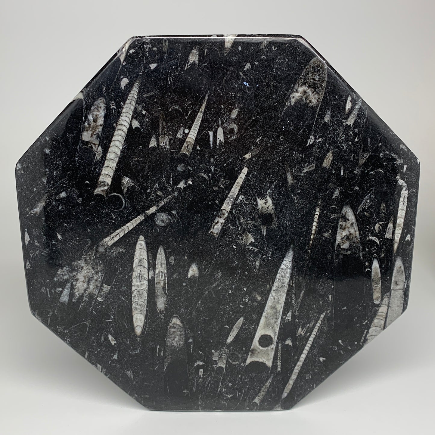 2pcs, 12" Large Octagon Shape Black Fossils Orthoceras Plates @Morocco, B8315