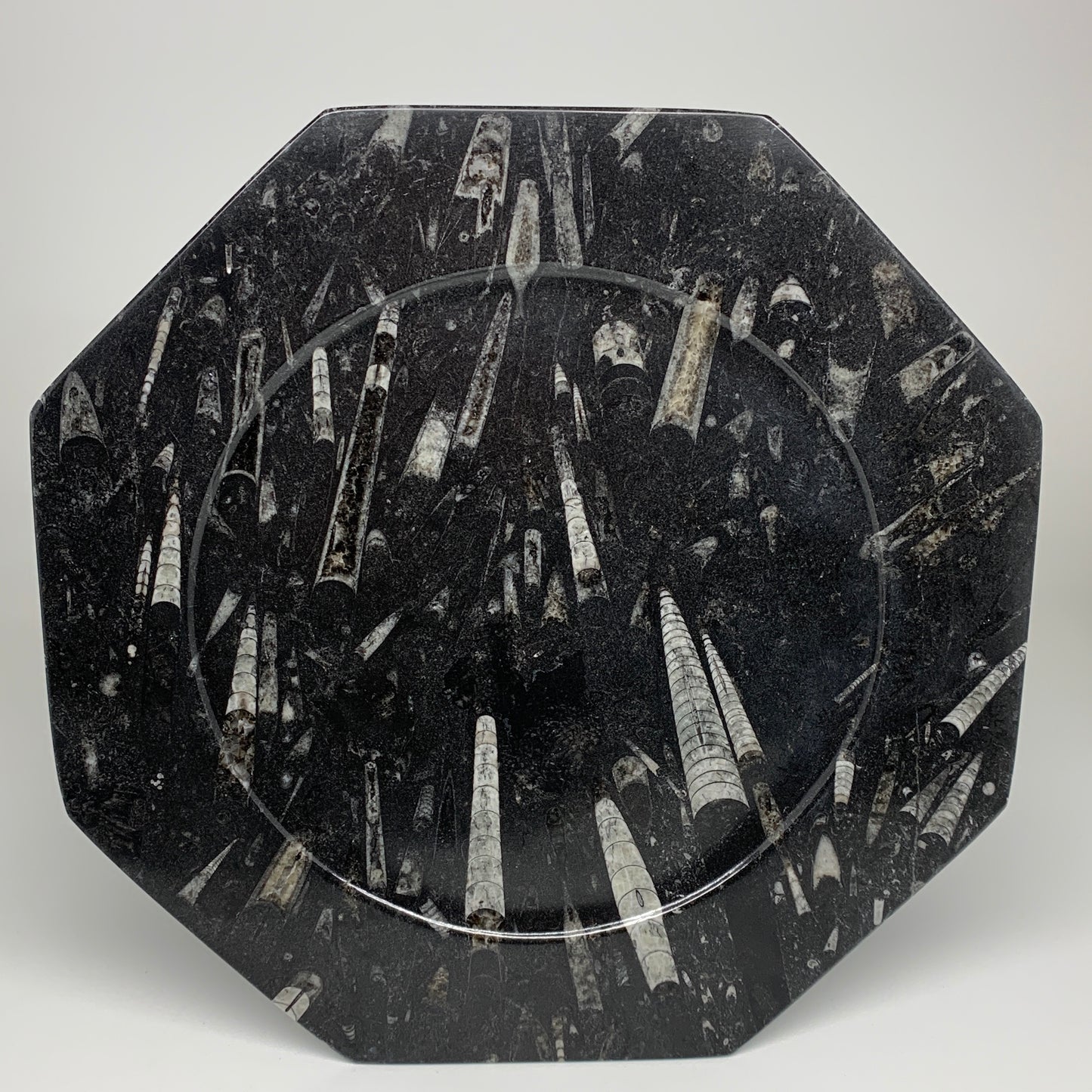 2pcs, 12" Large Octagon Shape Black Fossils Orthoceras Plates @Morocco, B8315