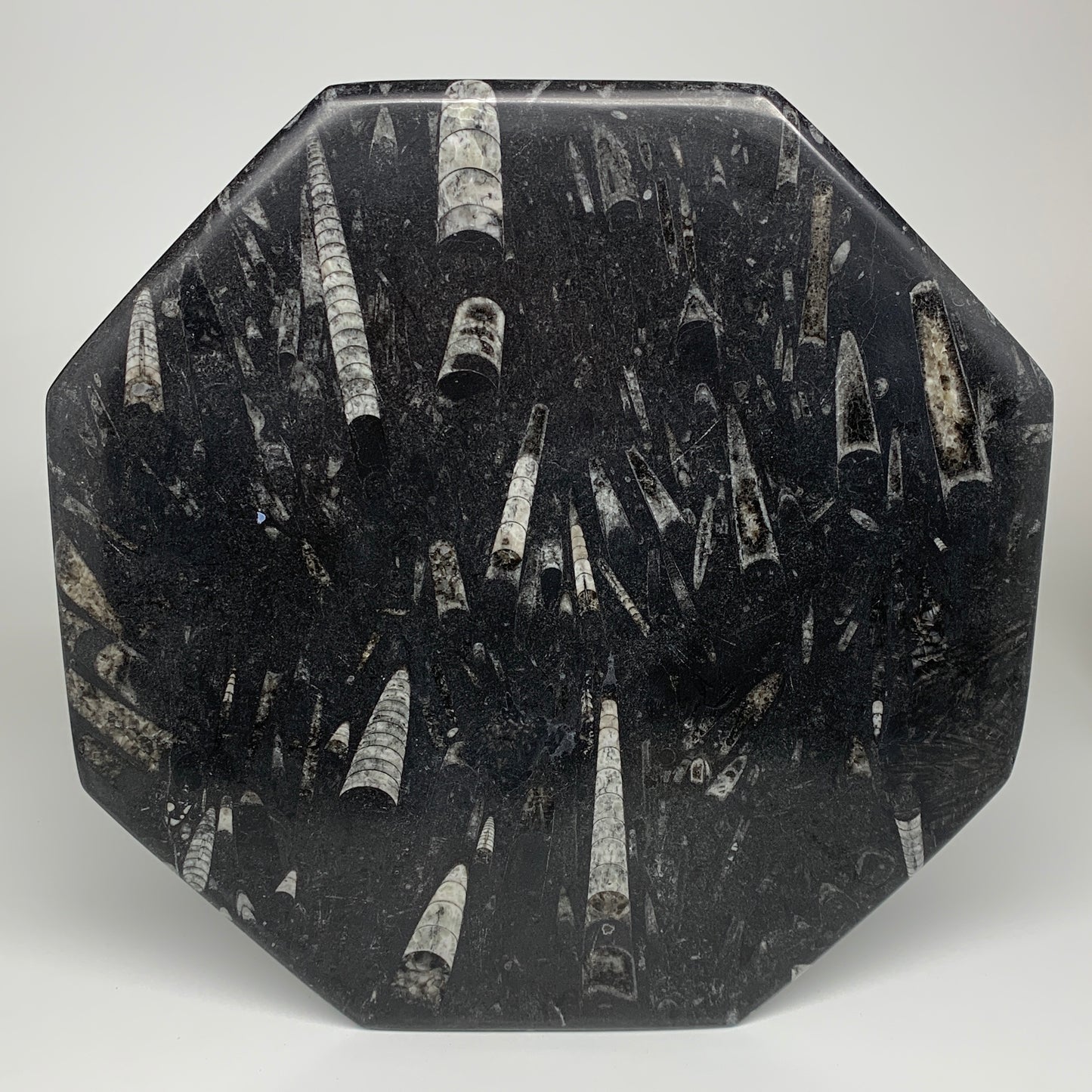 2pcs, 12" Large Octagon Shape Black Fossils Orthoceras Plates @Morocco, B8315