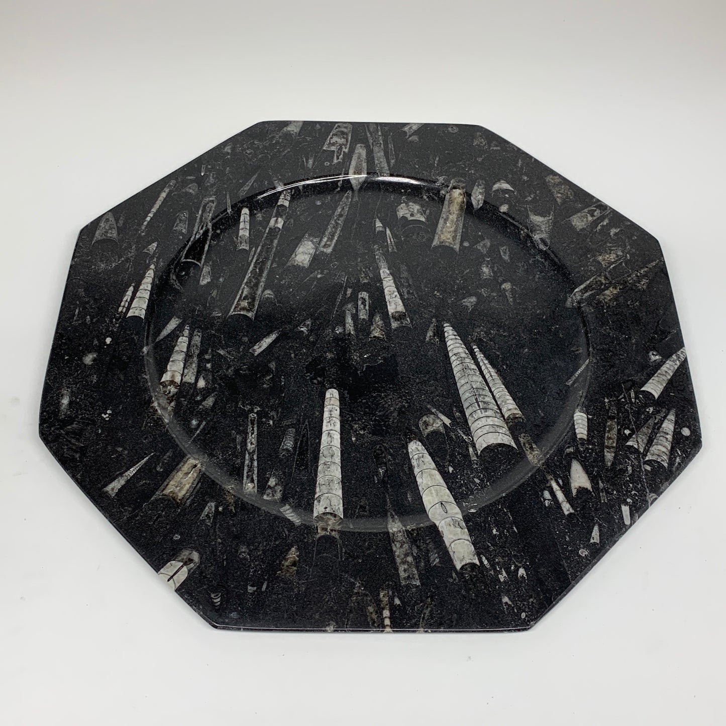 2pcs, 12" Large Octagon Shape Black Fossils Orthoceras Plates @Morocco, B8315