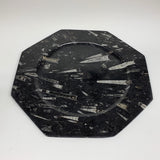2pcs, 12" Large Octagon Shape Black Fossils Orthoceras Plates @Morocco, B8315