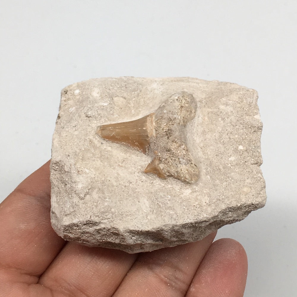 95.4g,2.2"X2.1"x1.3"Otodus Fossil Shark Tooth Mounted on Matrix @Morocco,MF1948