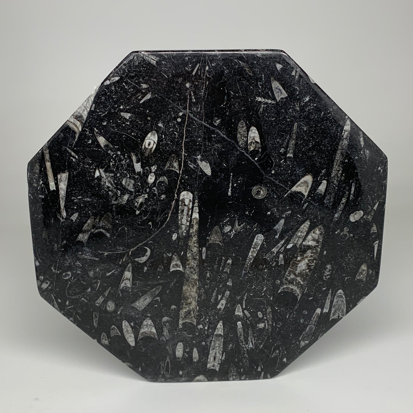 2pcs, 12" Large Octagon Shape Black Fossils Orthoceras Plates @Morocco, B8318