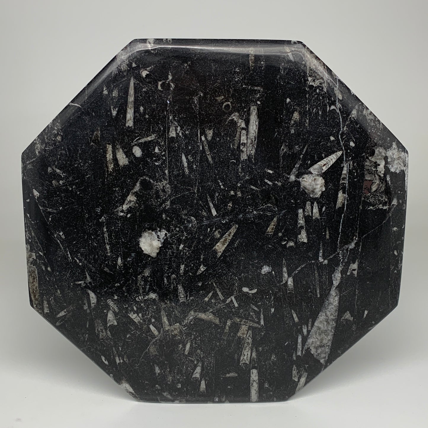 2pcs, 12" Large Octagon Shape Black Fossils Orthoceras Plates @Morocco, B8318