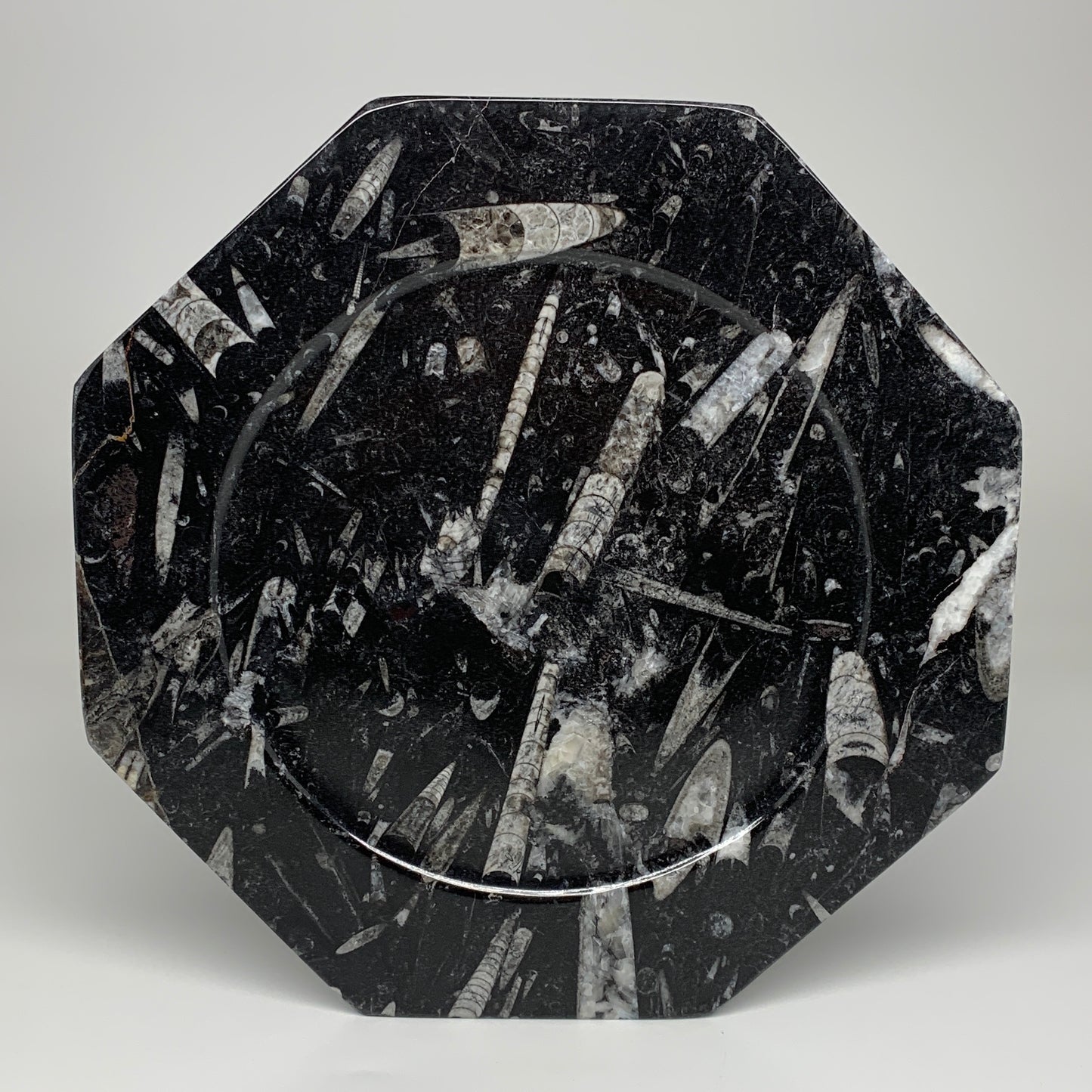 2pcs, 12" Large Octagon Shape Black Fossils Orthoceras Plates @Morocco, B8319