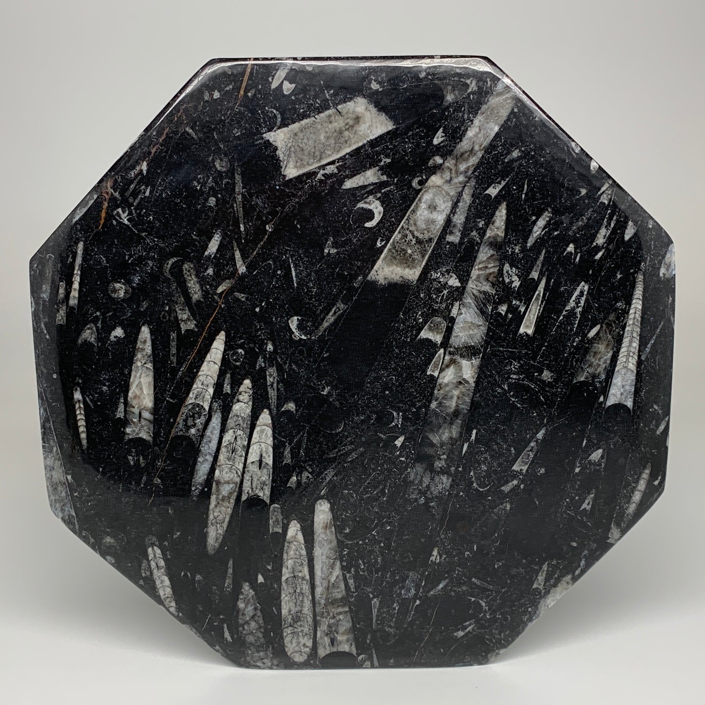 2pcs, 12" Large Octagon Shape Black Fossils Orthoceras Plates @Morocco, B8319