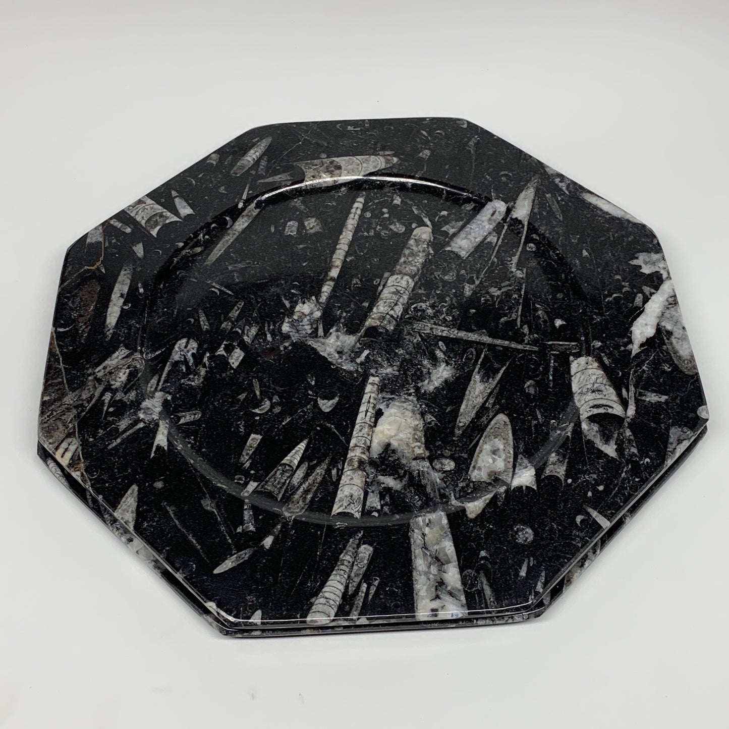 2pcs, 12" Large Octagon Shape Black Fossils Orthoceras Plates @Morocco, B8319
