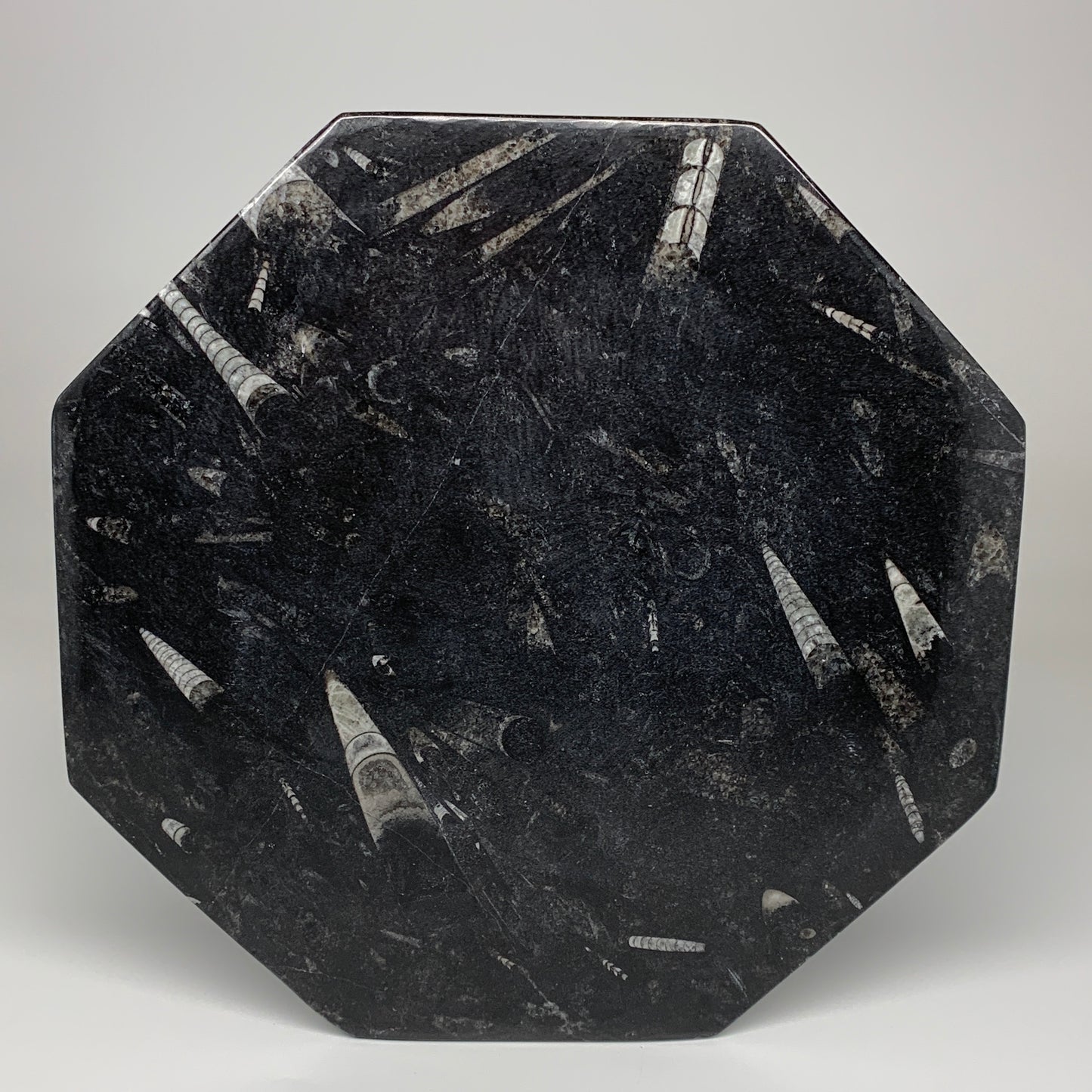 2pcs, 12" Large Octagon Shape Black Fossils Orthoceras Plates @Morocco, B8320