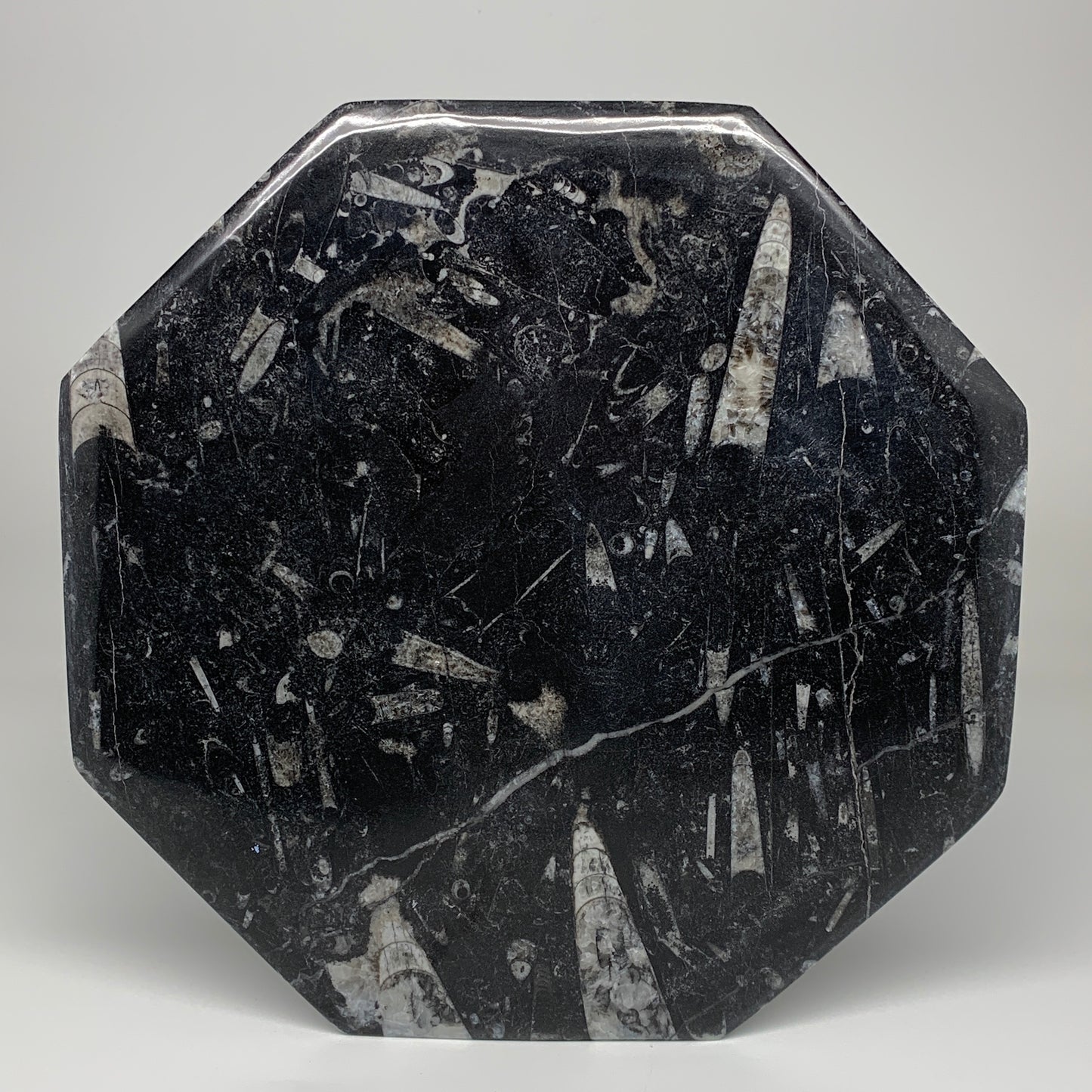 2pcs, 12" Large Octagon Shape Black Fossils Orthoceras Plates @Morocco, B8320