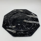 2pcs, 12" Large Octagon Shape Black Fossils Orthoceras Plates @Morocco, B8320