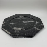 2pcs, 12" Large Octagon Shape Black Fossils Orthoceras Plates @Morocco, B8321