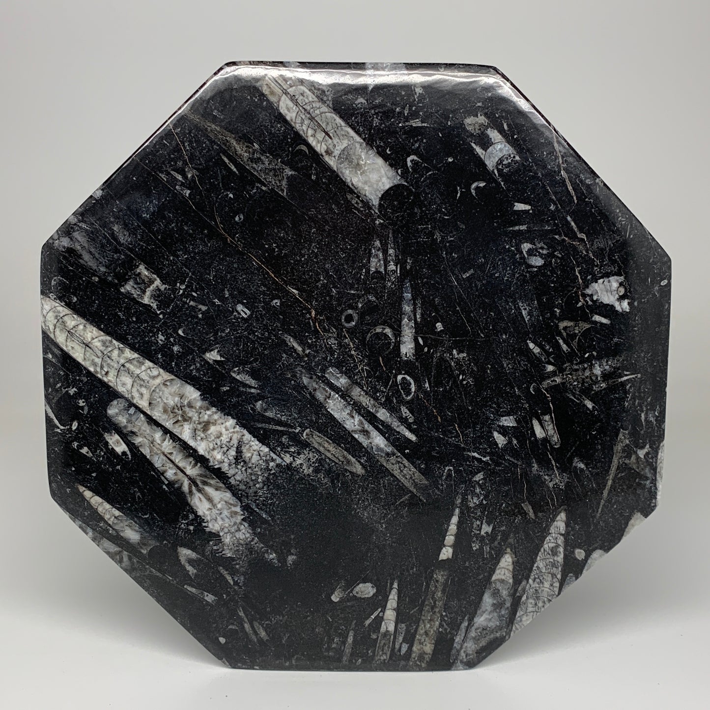 2pcs, 12" Large Octagon Shape Black Fossils Orthoceras Plates @Morocco, B8323