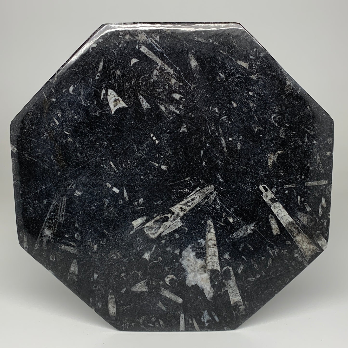 2pcs, 12" Large Octagon Shape Black Fossils Orthoceras Plates @Morocco, B8323