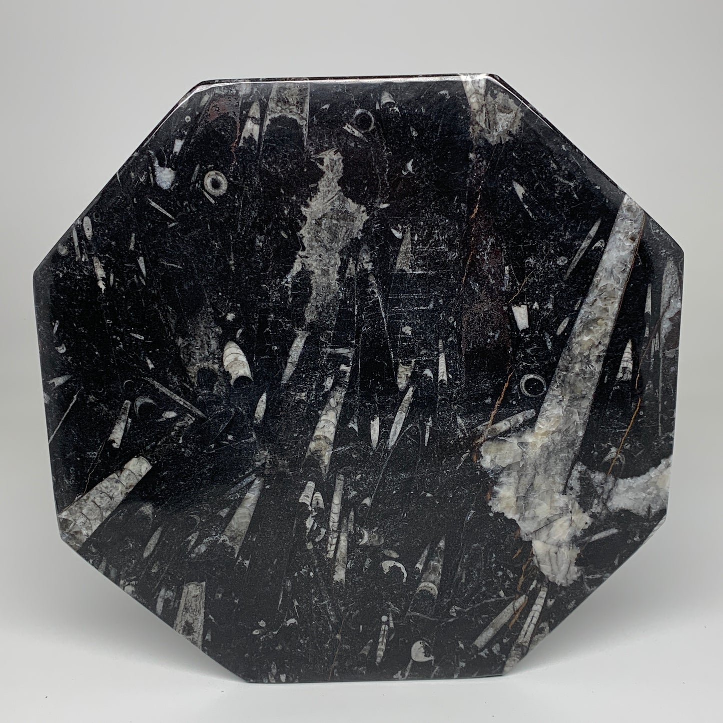 2pcs, 12" Large Octagon Shape Black Fossils Orthoceras Plates @Morocco, B8324