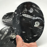 4pcs Lot Oval Black Orthoceras Fossils Small Bowls @Morocco,6.5" x4.8", FPS14 - watangem.com